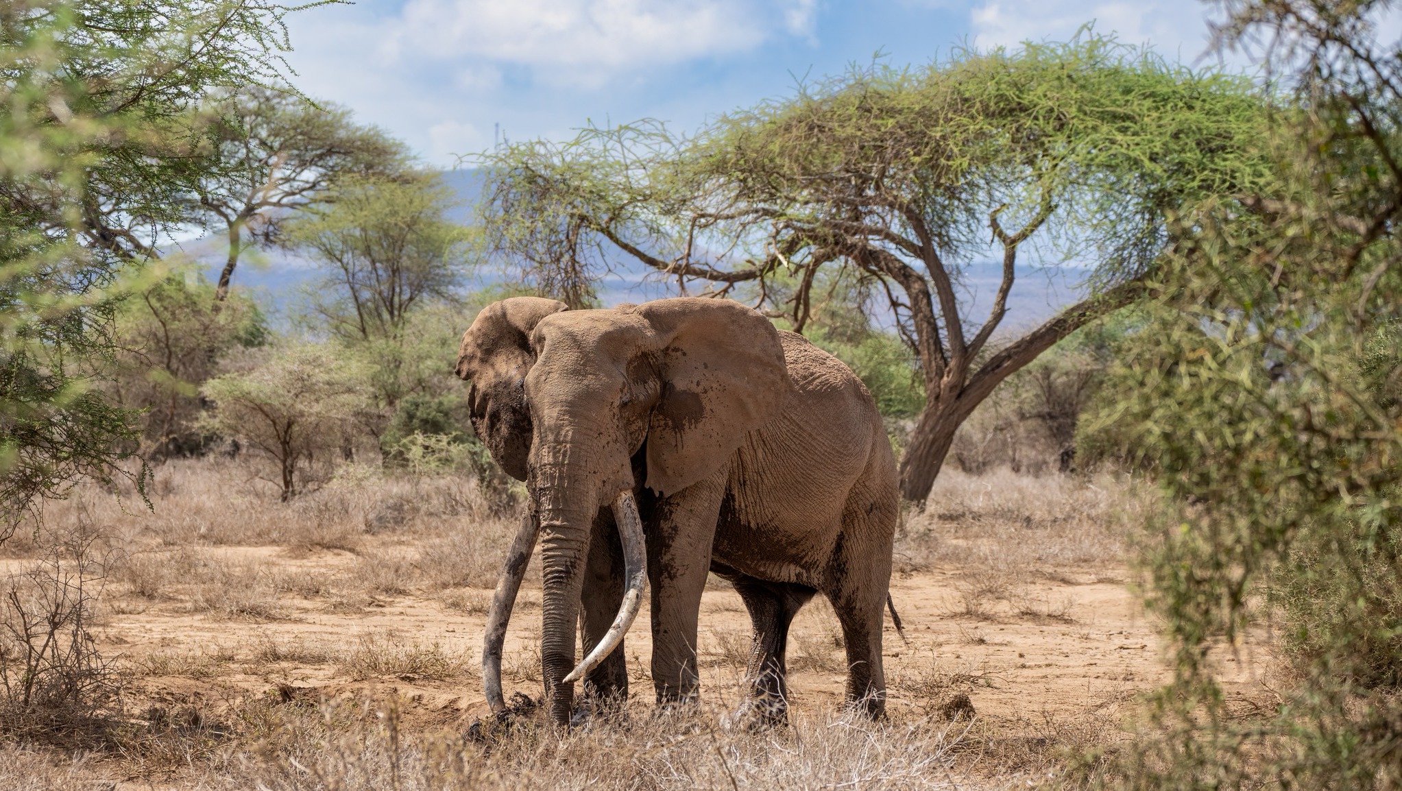 African Elephant